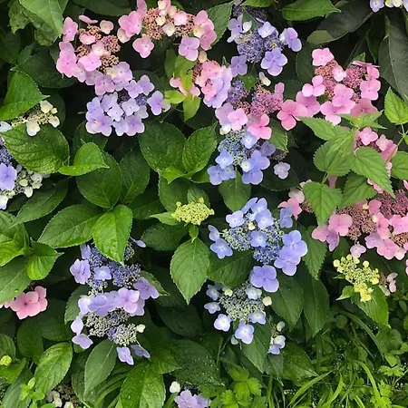 Schoenes Forsthaus Mitten In Der *