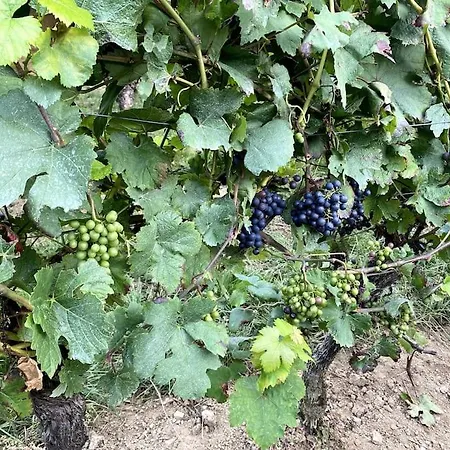 Schoenes Forsthaus Mitten In Der * 埃尔特维勒