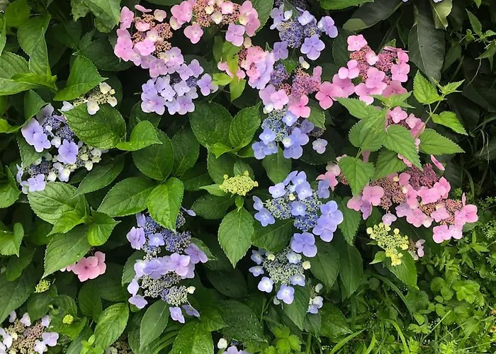 Schoenes Forsthaus Mitten In Der *