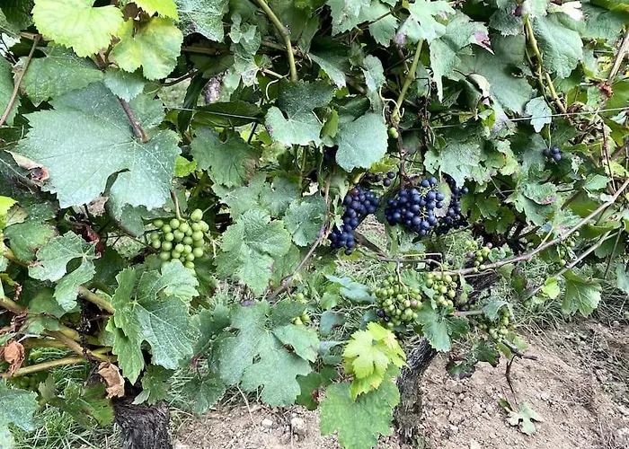 Schoenes Forsthaus Mitten In Der * Eltville am Rhein