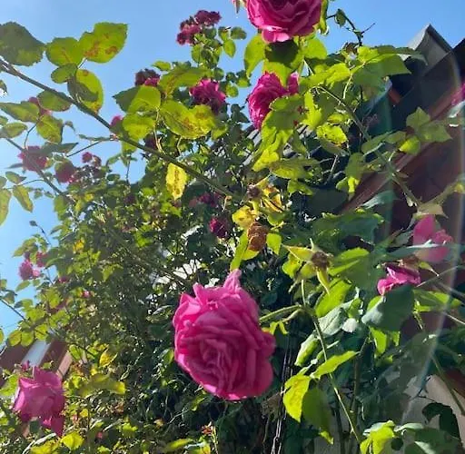Schoenes Forsthaus Mitten In Der Nyaraló